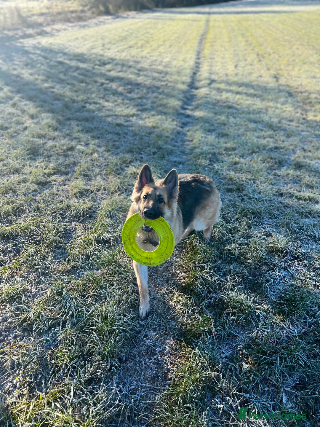 German Shepherd dogs for sale: German Shepherd For Adoption/Sale  - Image 6