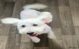 Poochon dogs for sale: Lovely sweet girl looking for her forever home - Image 2
