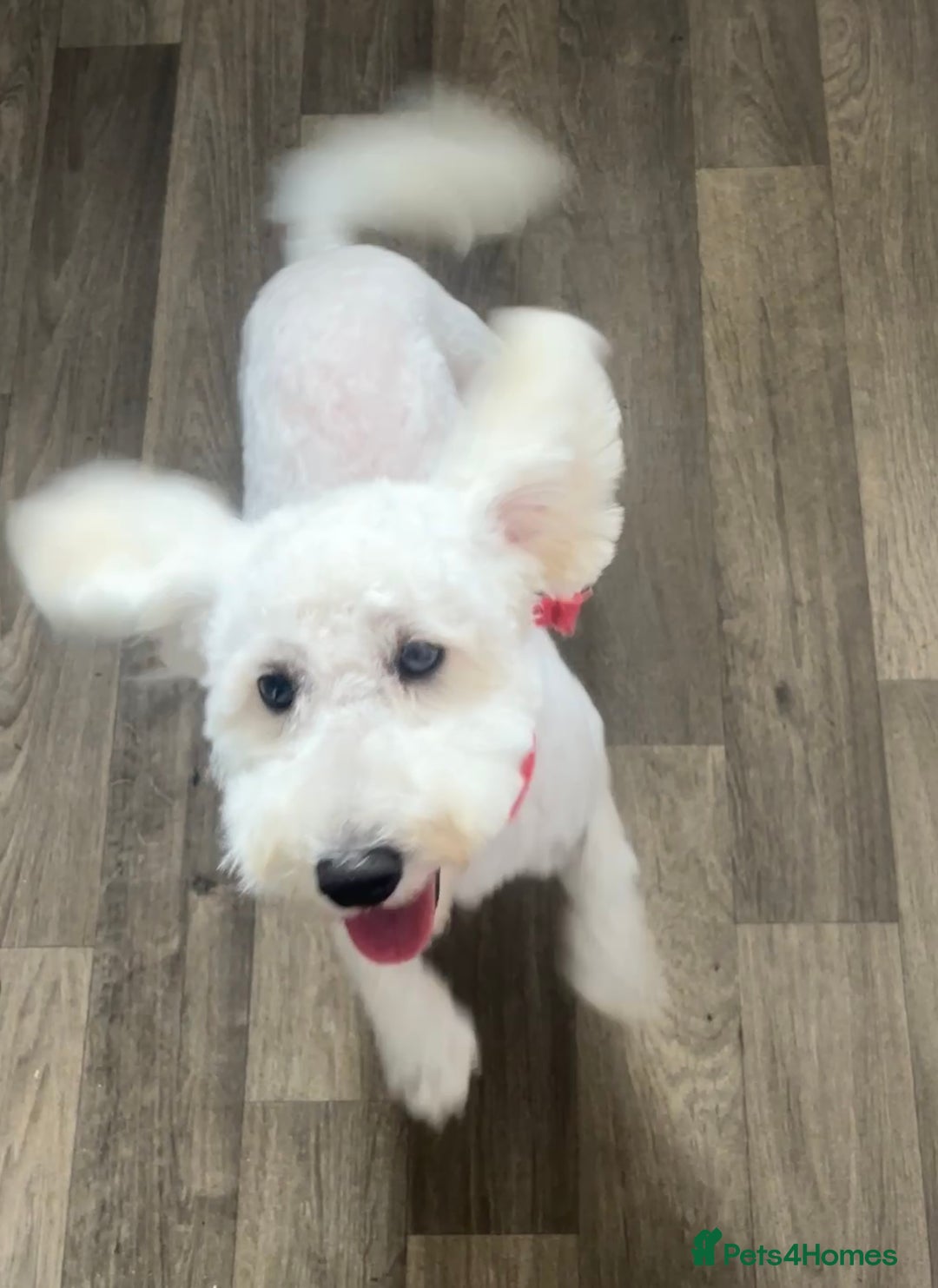 Poochon dogs for sale: Lovely sweet girl looking for her forever home - Image 2
