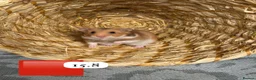 Hamster rodents for sale: Beautiful baby Syrian Hamsters Sheffield - Advert 6
