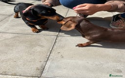 Miniature Dachshund dogs for sale: 2 beautiful miniature dachshunds  - Image 16