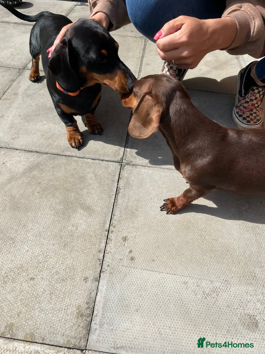 Miniature Dachshund dogs for sale: 2 beautiful miniature dachshunds  - Image 16