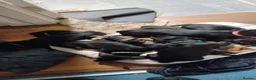 Dachshund dogs for sale: Stunning litter of dachshund puppies - Advert 4
