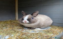 Netherland Dwarf rabbits for sale: Male mini lop - Advert 1