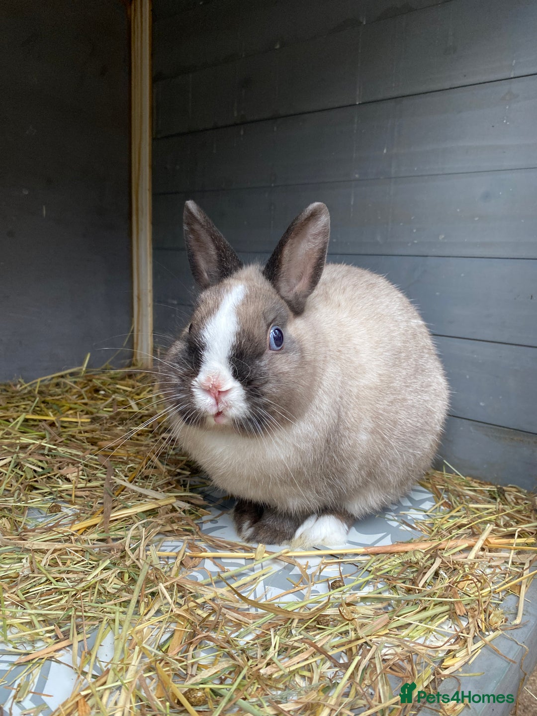 Netherland Dwarf rabbits for sale: Male mini lop - Advert 1