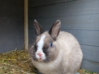 Netherland Dwarf rabbits Male mini lop - Advert 5