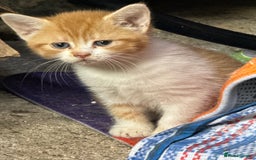Mixed Breed cats for sale: Mix breed male kittens for sale  - Image 5