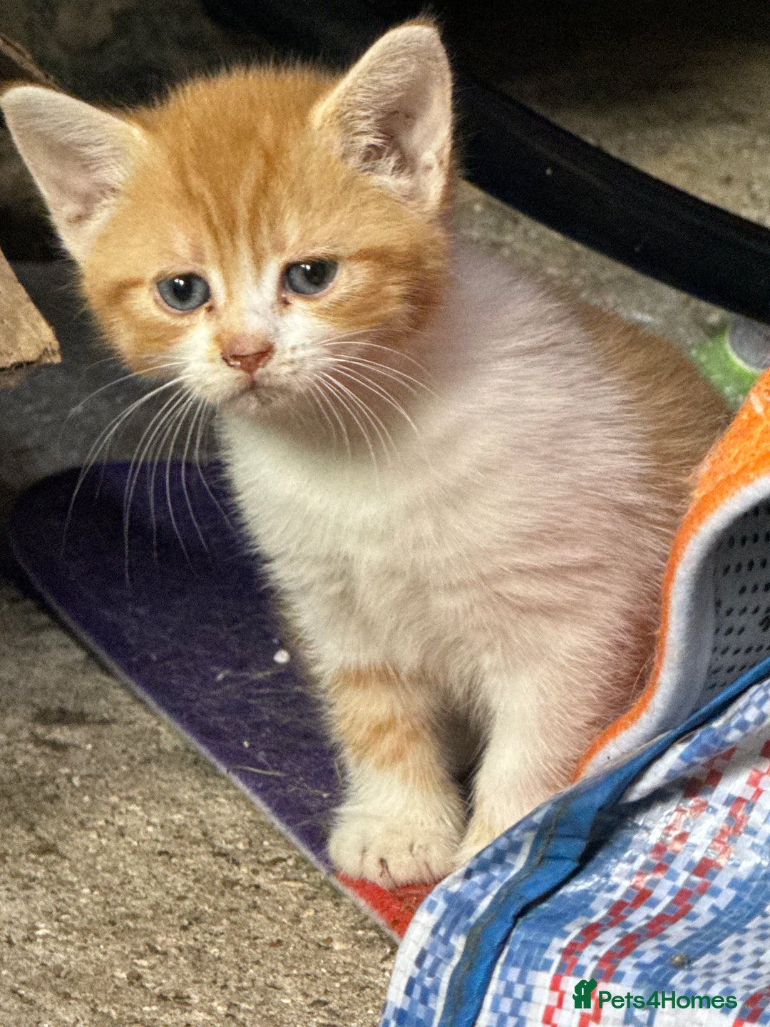 Mixed Breed cats for sale: Mix breed male kittens for sale  - Image 5