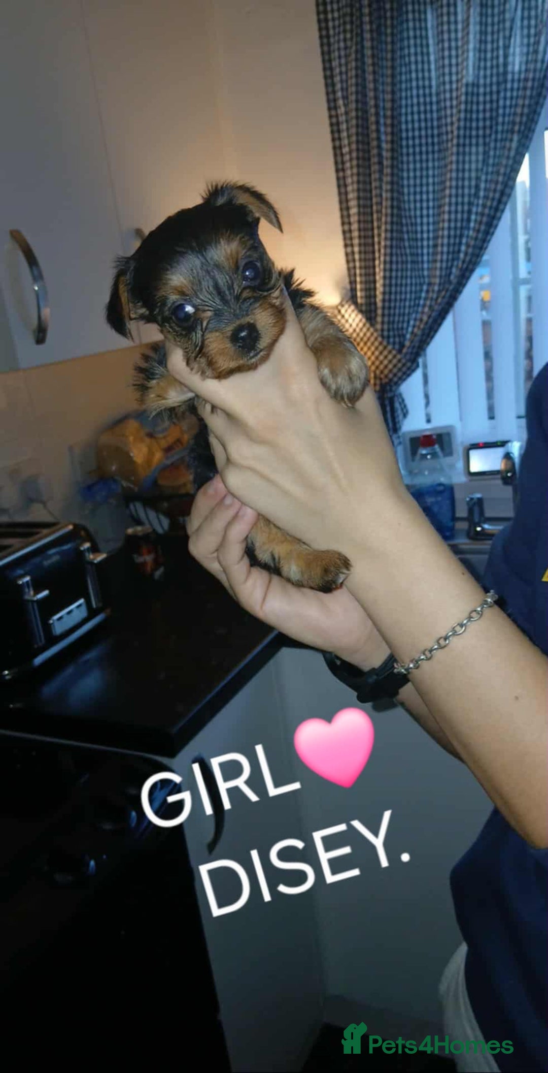 Yorkshire Terrier dogs for sale: Yorkshire terriers  - Image 4