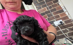 Toy Poodle dogs for sale: Gorgeous KC Toy Poodle Puppies 1 Boy Available - Image 14