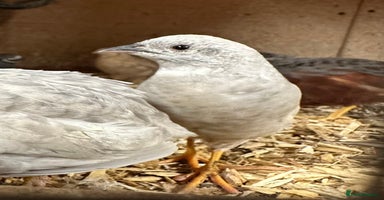 Quail poultry - Advert 14