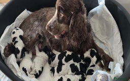Cocker Spaniel dogs for sale: KC registered Show Type Cocker Spaniels - Image 1