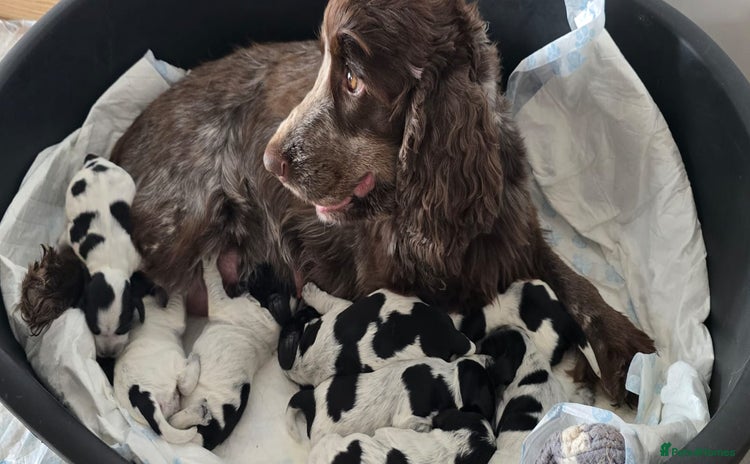 Cocker Spaniel dogs - Advert 3