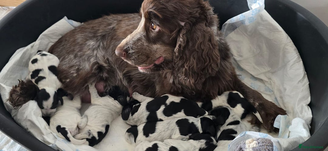 Cocker Spaniel dogs for sale: KC registered Show Type Cocker Spaniels - Image 1