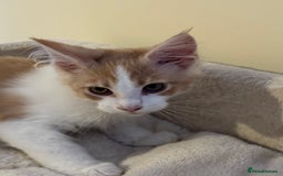 Maine Coon cats for sale: A wonderful Maine Coon Shaded Line male - Image 3