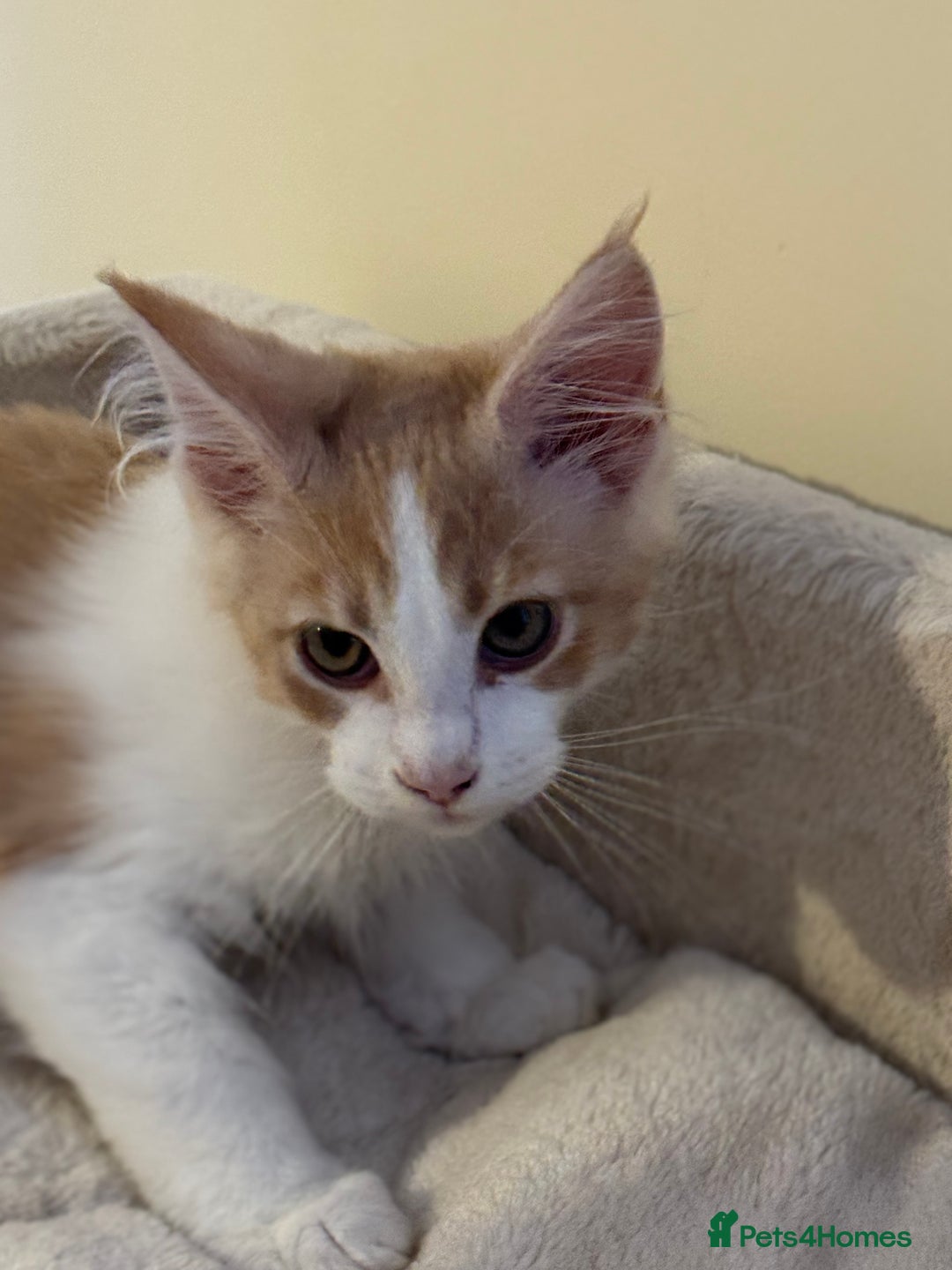 Maine Coon cats for sale: A wonderful Maine Coon Shaded Line male - Image 3