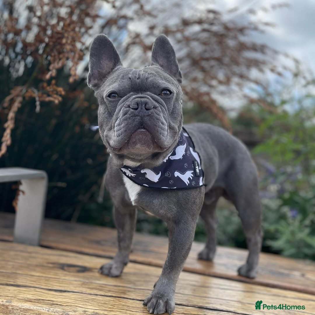 French Bulldog dogs for sale: French Bulldog - Image 4
