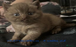 British Shorthair cats for sale: GCCF British Shorthair kittens - Image 2