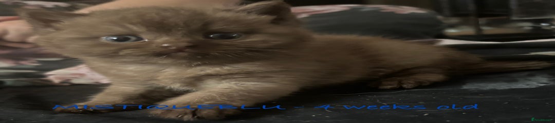 British Shorthair Kitten 2
