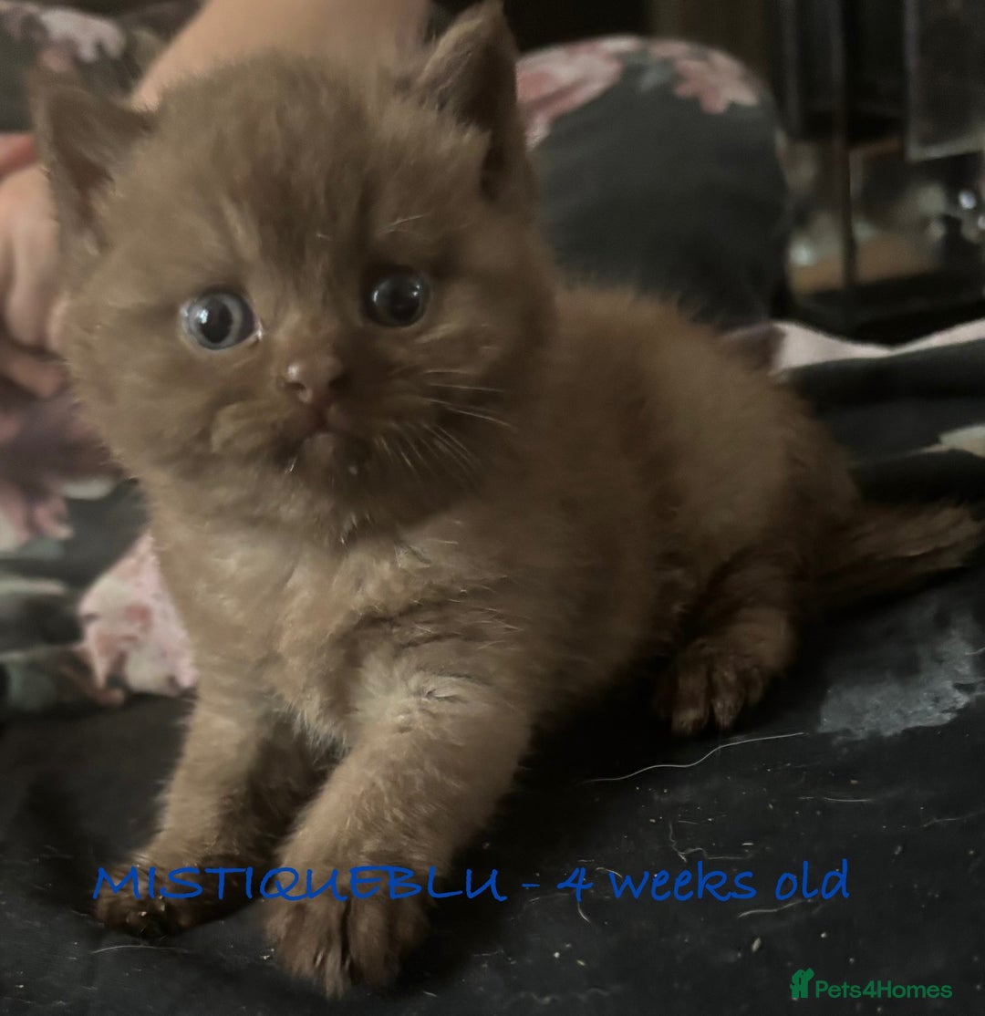 British Shorthair cats for sale: GCCF British Shorthair kittens - Image 2