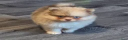 Pomeranian dogs for sale: Striking Blue Eyed Pomeranian  - Advert 11