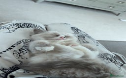 Ragdoll cats for sale: Rehoming Milo - Our beloved Kitten - Image 2