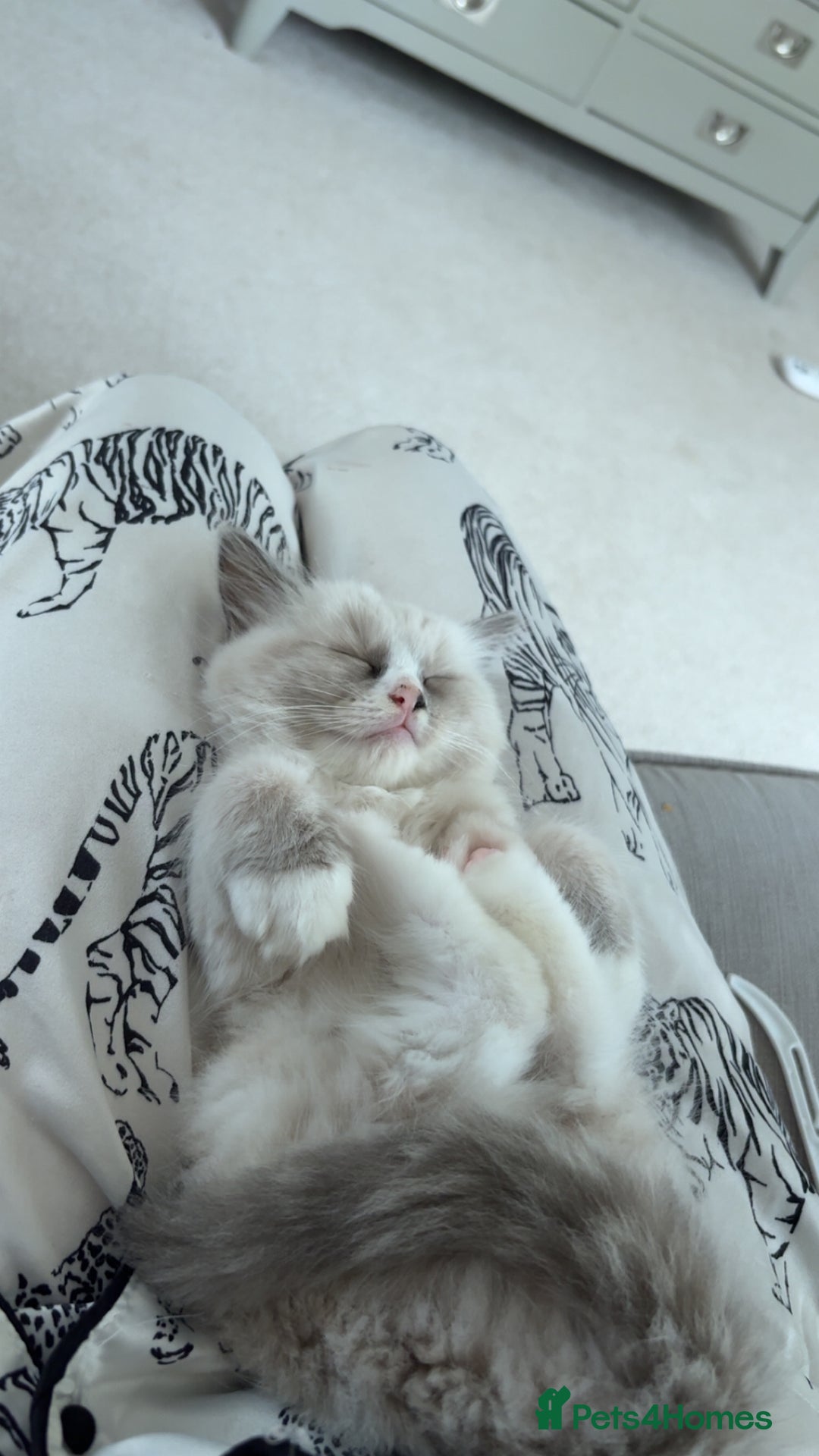 Ragdoll cats for sale: Rehoming Milo - Our beloved Kitten - Image 2