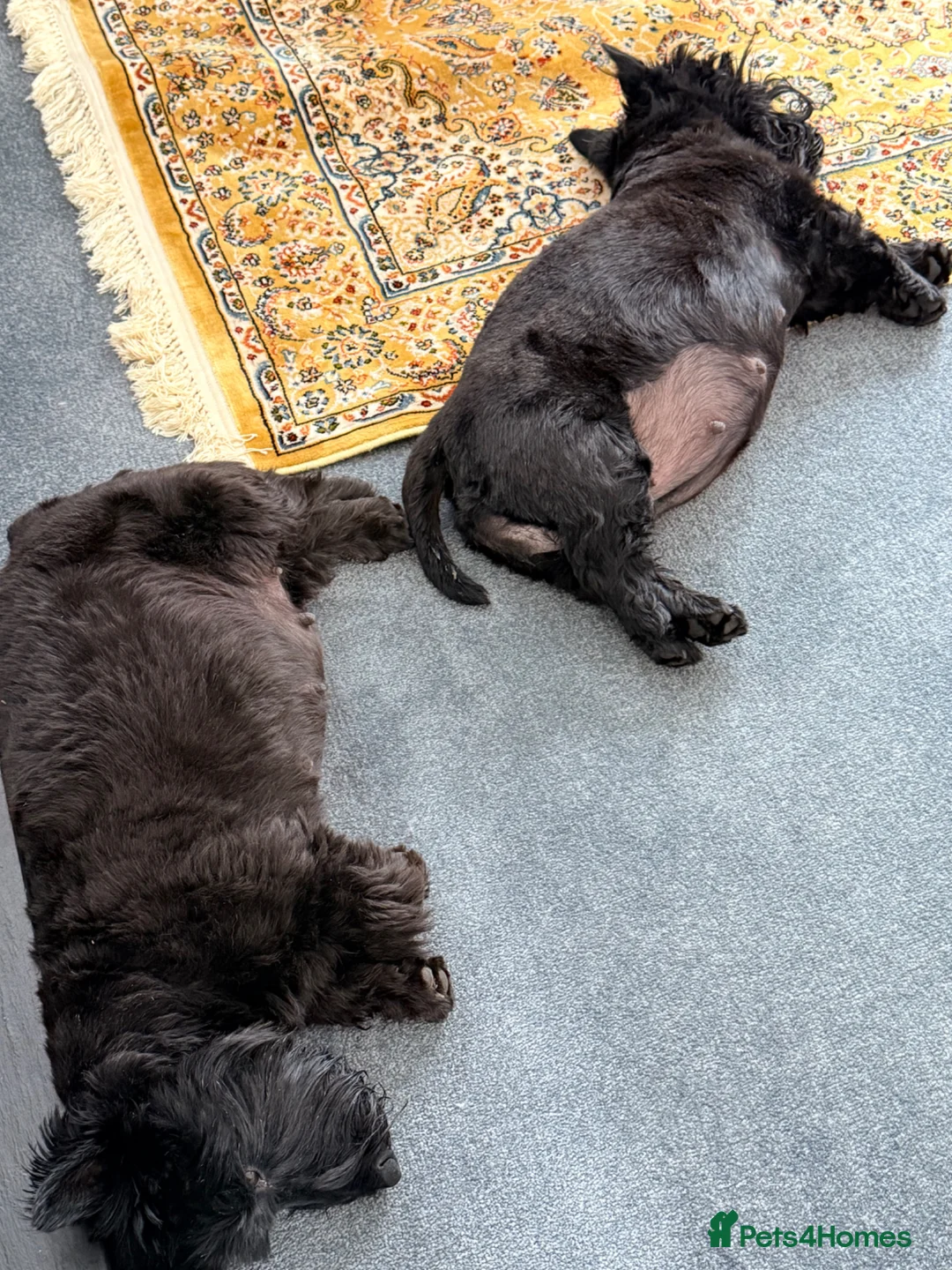 Scottish Terrier dogs for sale: Scottie’s of Strathdon  - Advert 13