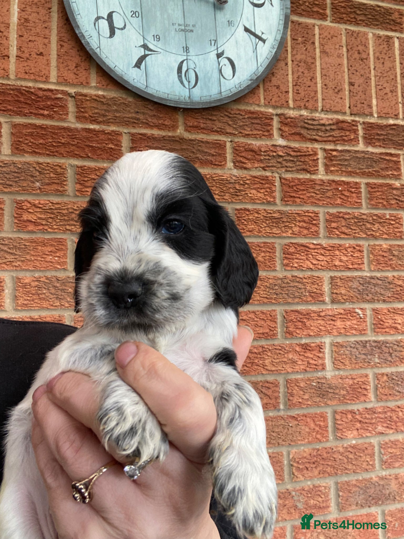 Cocker Spaniel dogs Beautiful show cocker spaniel kc reg 6 boys - Advert 16