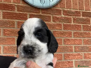 Cocker Spaniel dogs Beautiful show cocker spaniel kc reg 6 boys - Advert 16