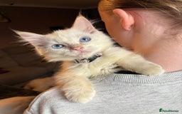Ragdoll cats for sale: GCCF Beautiful Ragdoll Kittens - Image 2