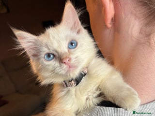 Ragdoll cats - Advert 27