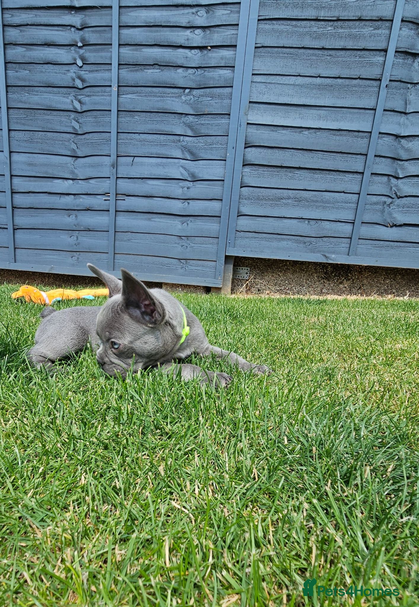 French Bulldog dogs 2 boys left! KC health tested lines! - Advert 2