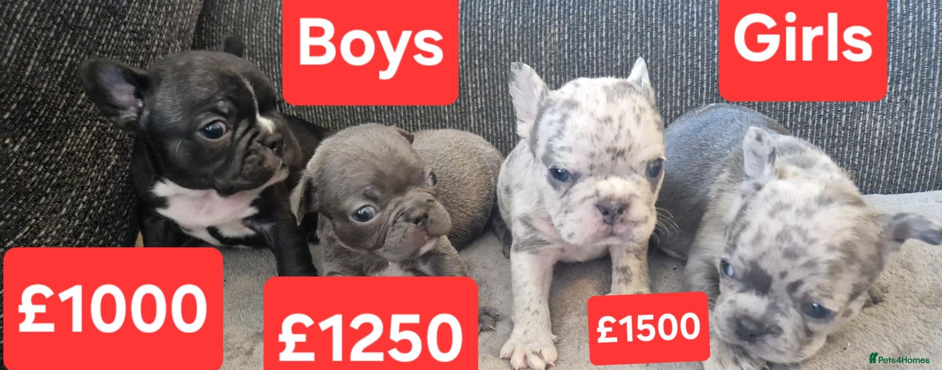 French Bulldog dogs PEDIGREE FRENCH BULLDOG PUPPIES. - Advert 2
