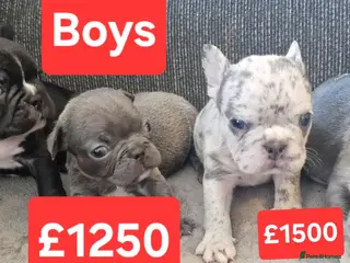French Bulldog dogs PEDIGREE FRENCH BULLDOG PUPPIES. - Advert 2