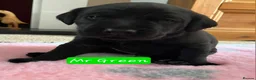 Labrador Retriever dogs for sale: Stunning working black Labrador pups.  - Advert 4
