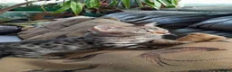 Bengal cats for sale: Bengal kittens Ready now - Advert 5