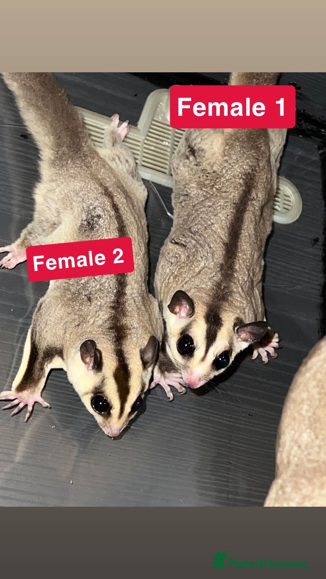 Sugar Glider rodents for sale: 7 sugar gliders for sale - Image 5