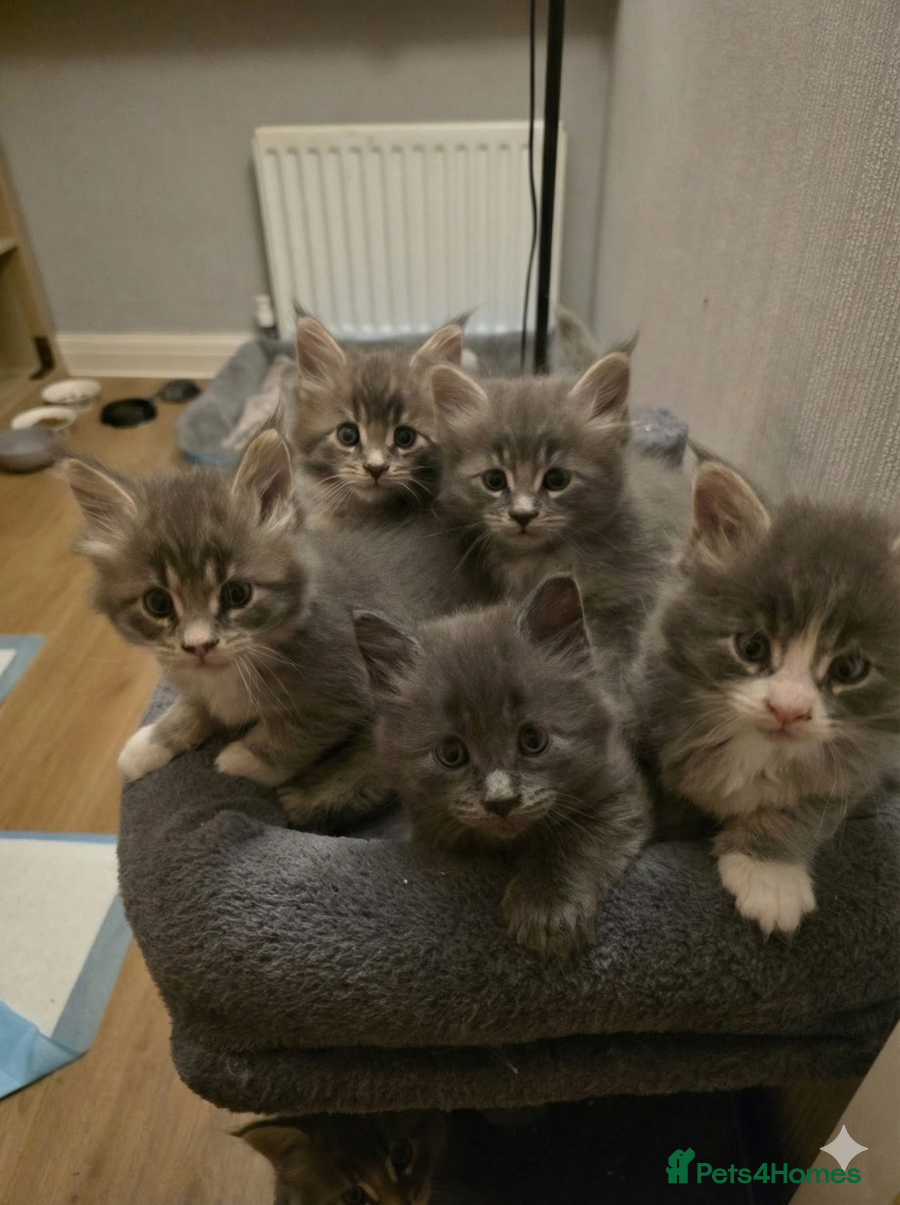 Maine Coon cats Beautiful Maine Coon Kittens 4 boys/2girl  - Advert 16