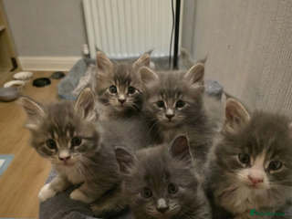 Maine Coon cats Beautiful Maine Coon Kittens 4 boys/2girl - Advert 16