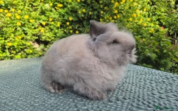 Angora rabbits for sale: ♥️READY NOW🧡Teddydwerg babies- Imported parents🧡 - Image 15