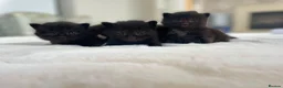 Mixed Breed cats for sale: Beautiful rogdoll cross maincoon xxl kittens  in Colchester - Advert 2