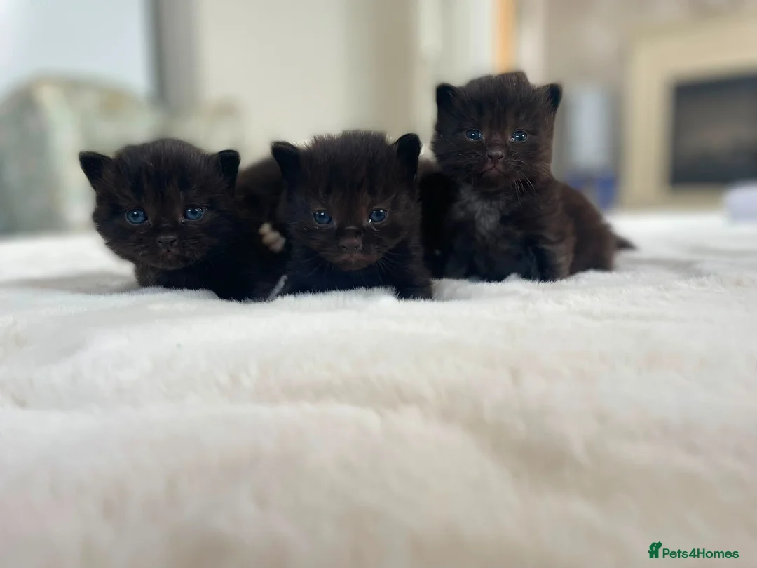 Mixed Breed cats for sale: Beautiful rogdoll cross maincoon xxl kittens  in Colchester - Advert 2
