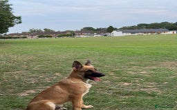 German Shepherd dogs for sale: Adorable German Shepherd Puppy for HisForever Home - Image 3