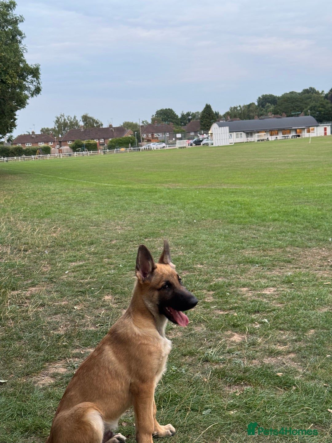 German Shepherd dogs for sale: Adorable German Shepherd Puppy for HisForever Home - Image 3