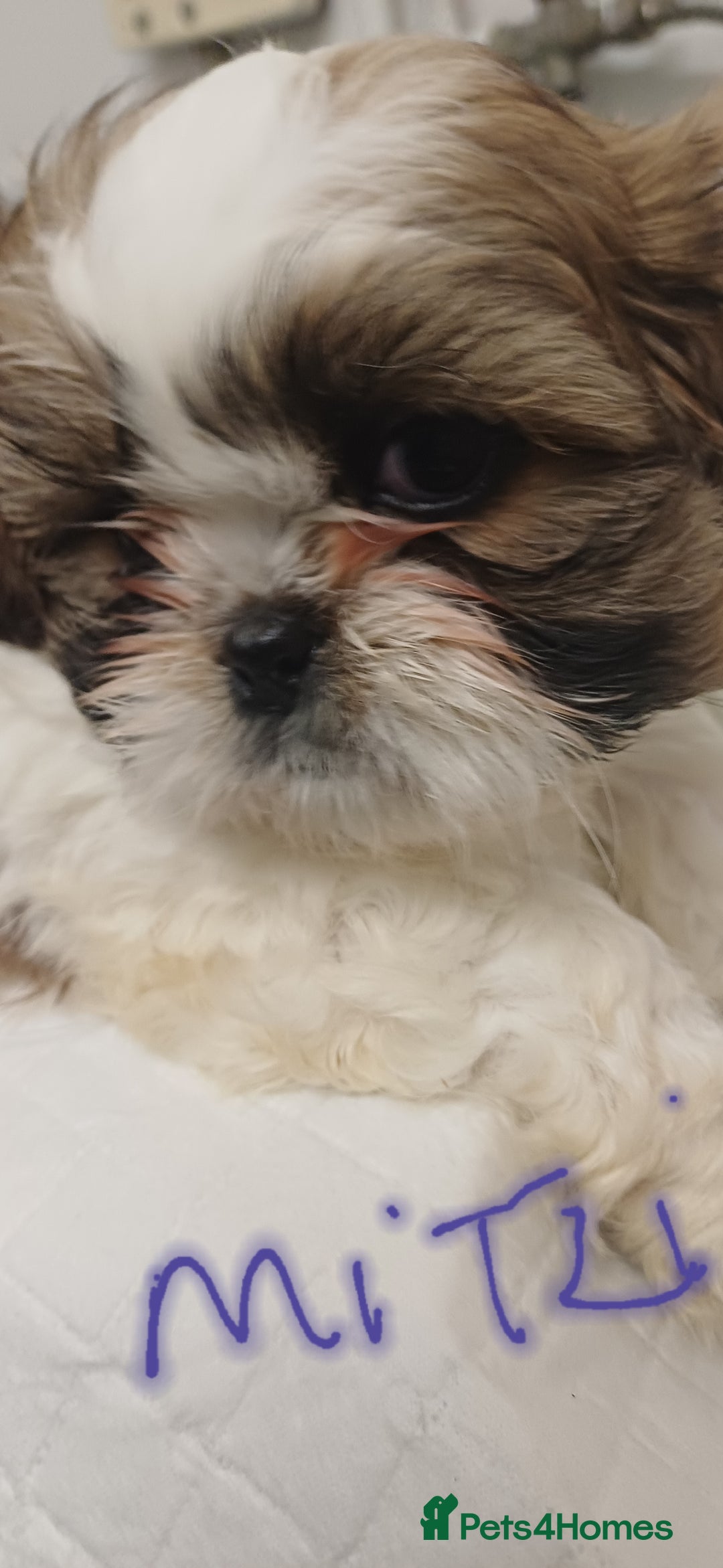 Shih Tzu dogs for sale: 3 lovely girl shih tzu puppies  - Advert 23