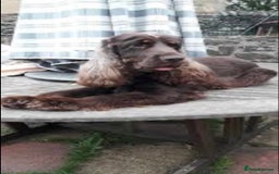 Cocker Spaniel dogs for sale: Top quality fully health tested show cocker pups - Image 7