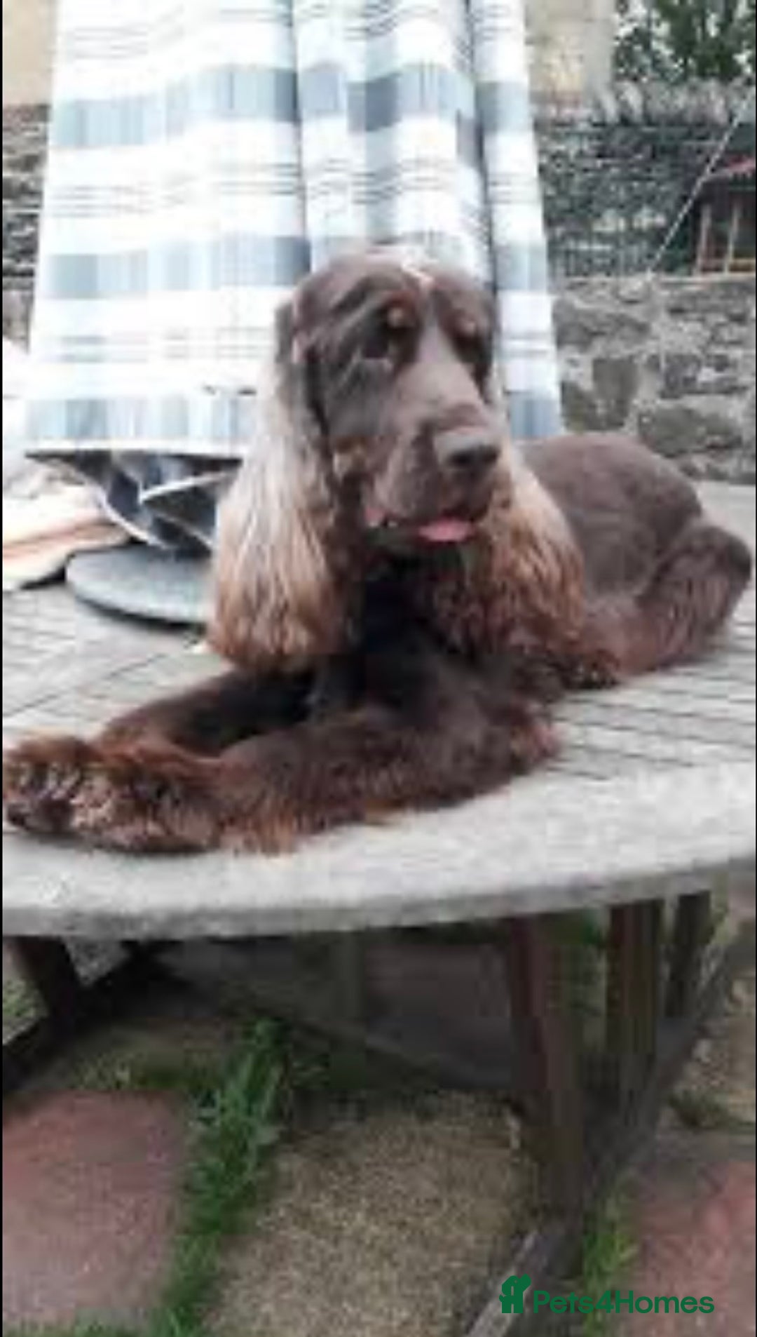 Cocker Spaniel dogs for sale: Top quality fully health tested show cocker pups - Image 7
