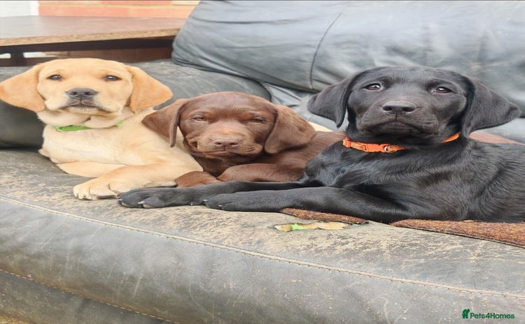 Labrador Retriever dogs - Advert 7