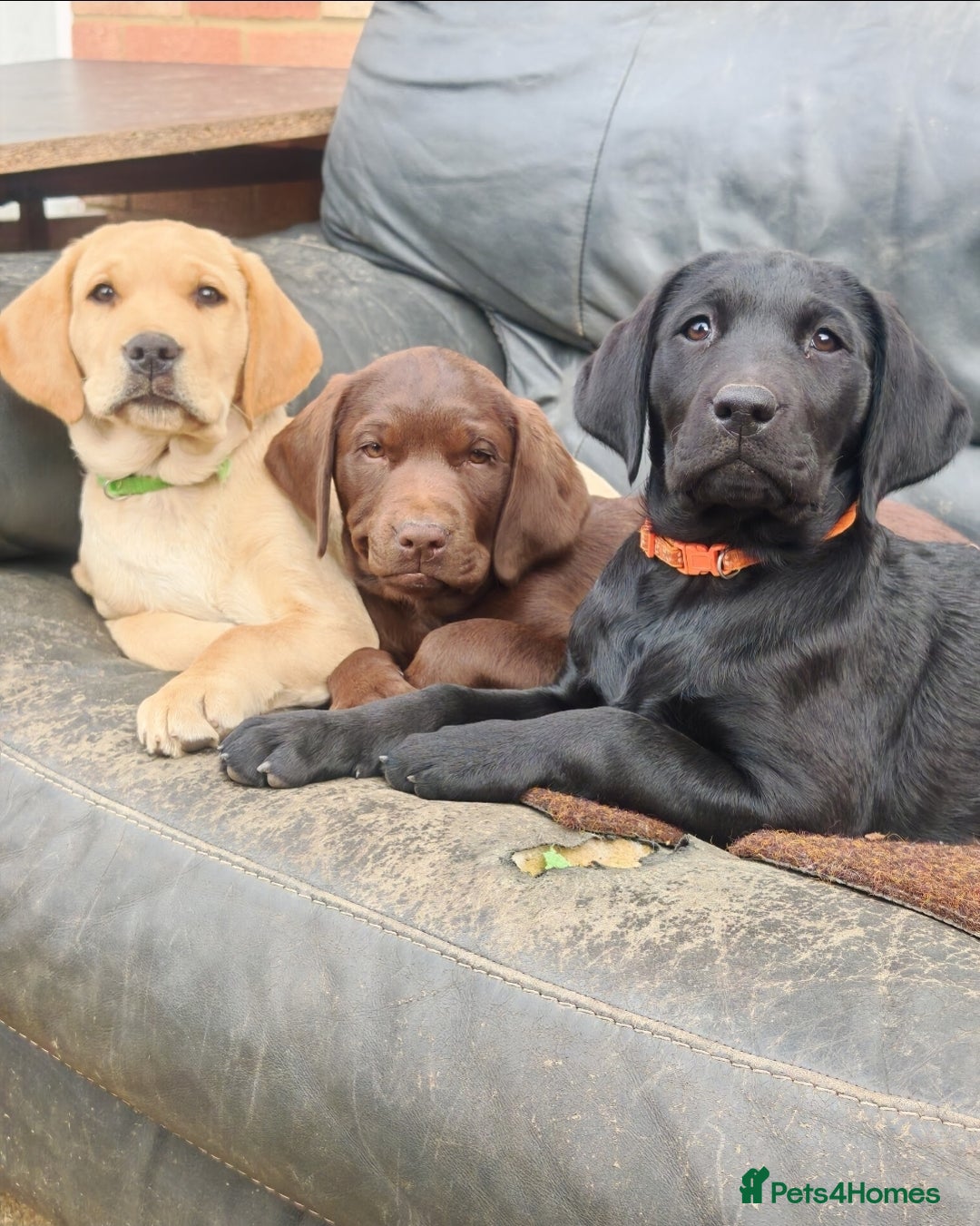 Labrador Retriever dogs for sale: Adorable Labrador Retriever Puppies  🐶💛 - Image 1